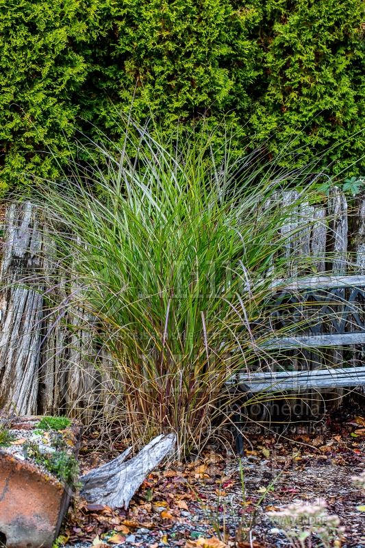 Miscanthus Arabesque (Maiden Grasses Ornamental Grass) 3