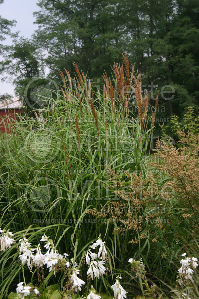 Miscanthus Autumn Light (Maiden Grasses Ornamental Grass) 1