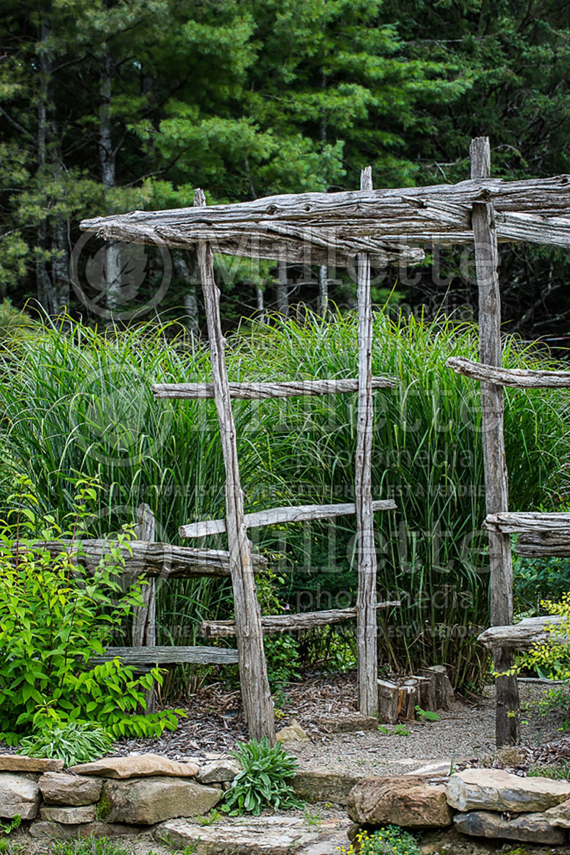 Miscanthus Berlin (Chinese silver grass Ornamental Grass) 2