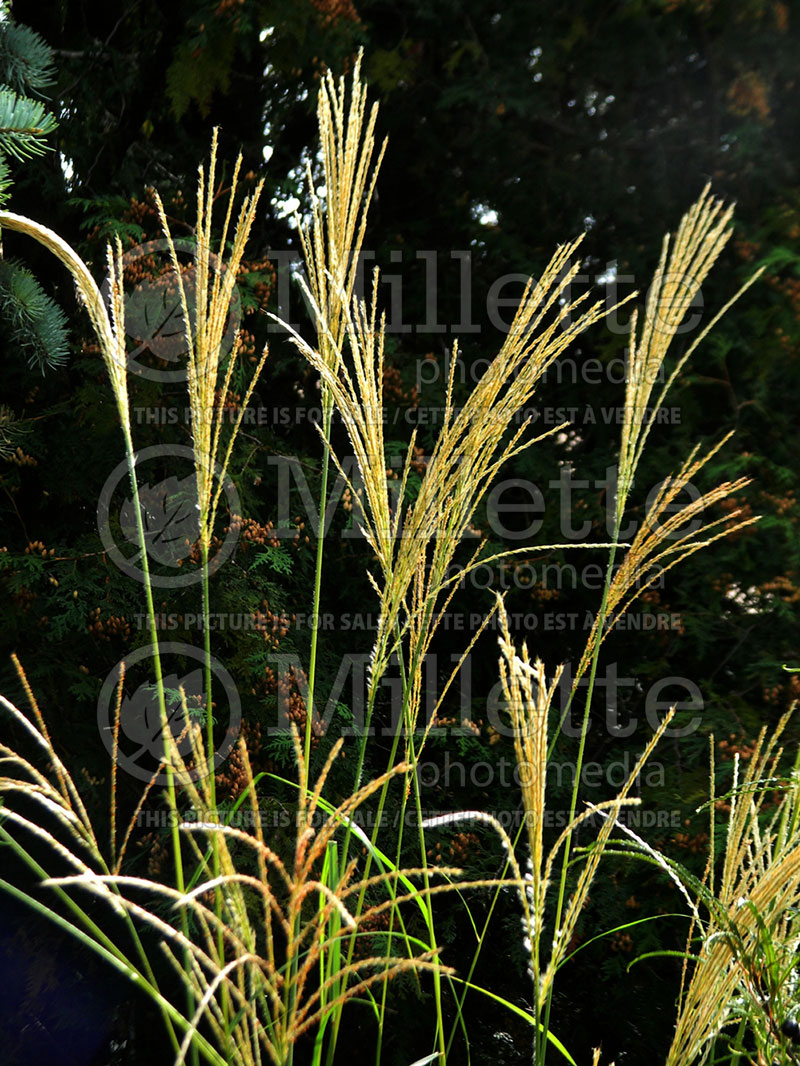 Miscanthus Berlin (Chinese silver grass Ornamental Grass) 1   