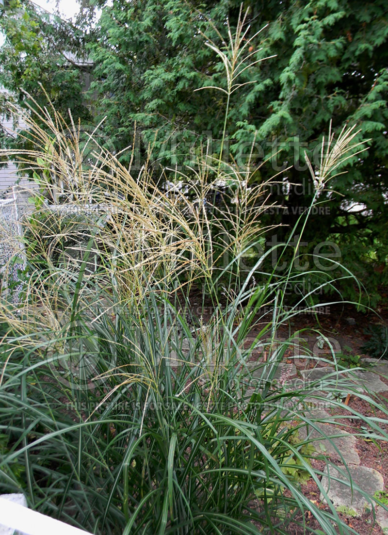 Miscanthus Berlin (Chinese silver grass Ornamental Grass) 3