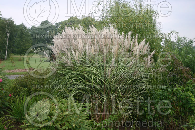 Miscanthus Blutenwunder (Maiden Grasses Ornamental Grass) 1 