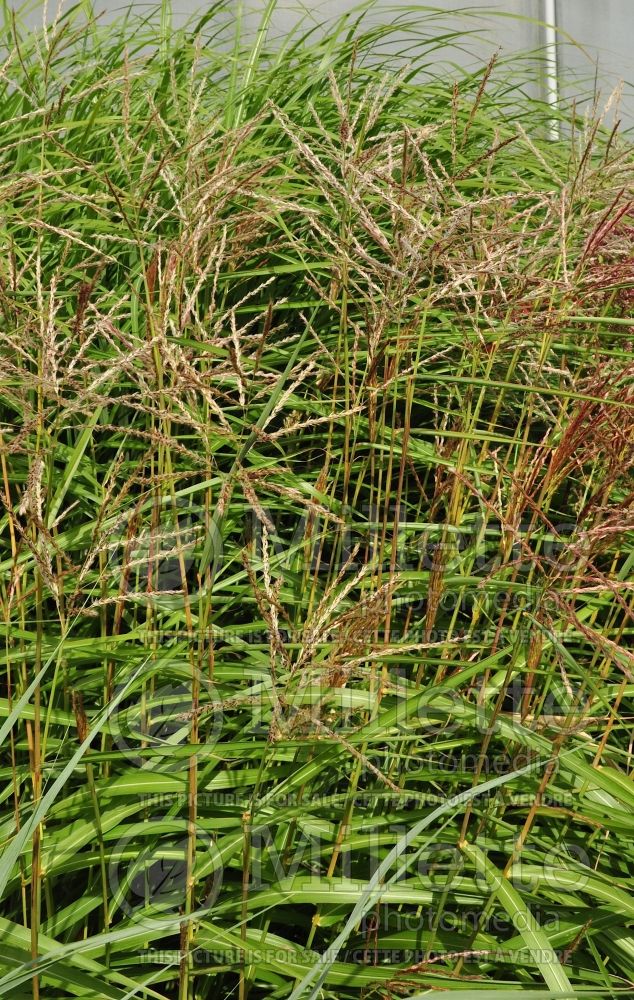 Miscanthus Campfire (Chinese silver grass Ornamental Grass) 1