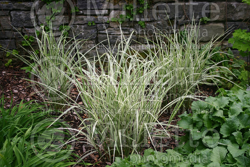 Miscanthus Dixieland (Maiden Grasses Ornamental Grass) 1 