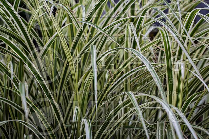 Miscanthus Dixieland (Maiden Grasses Ornamental Grass) 3 