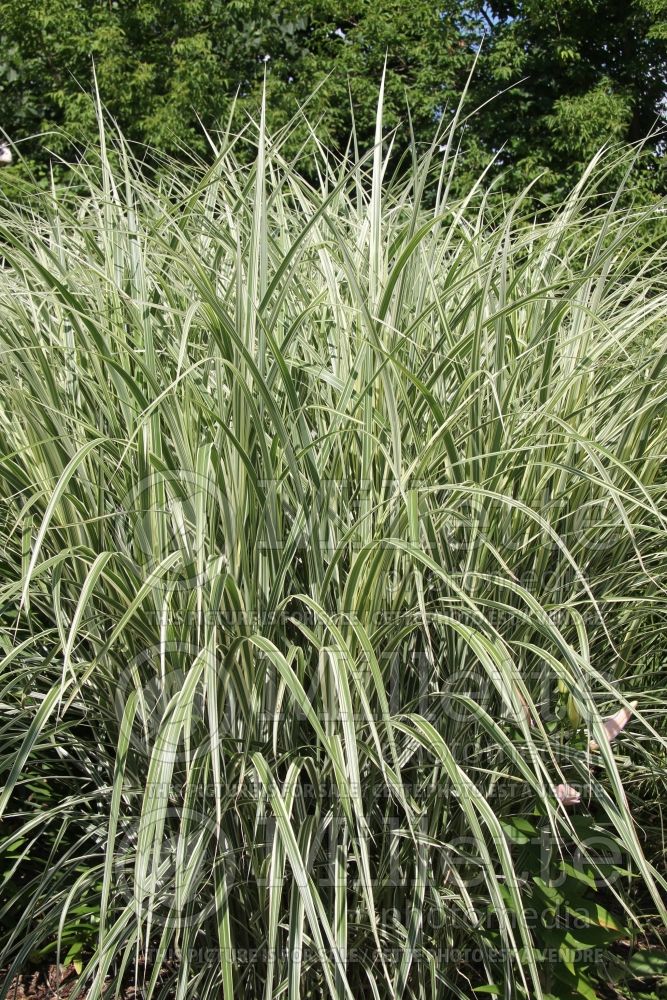 Miscanthus Dixieland (Maiden Grasses Ornamental Grass) 2 