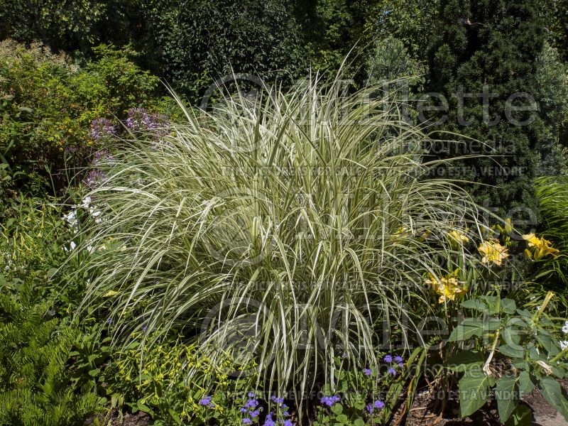 Miscanthus Dixieland (Maiden Grasses Ornamental Grass) 4 