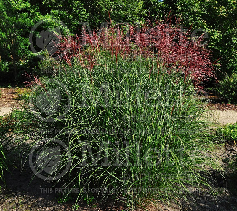 Miscanthus Ferner Osten (Chinese silver grass Ornamental Grass) 1