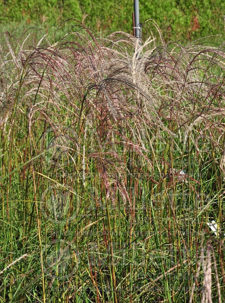 Miscanthus Flamingo (Chinese silver grass Ornamental Grass) 1