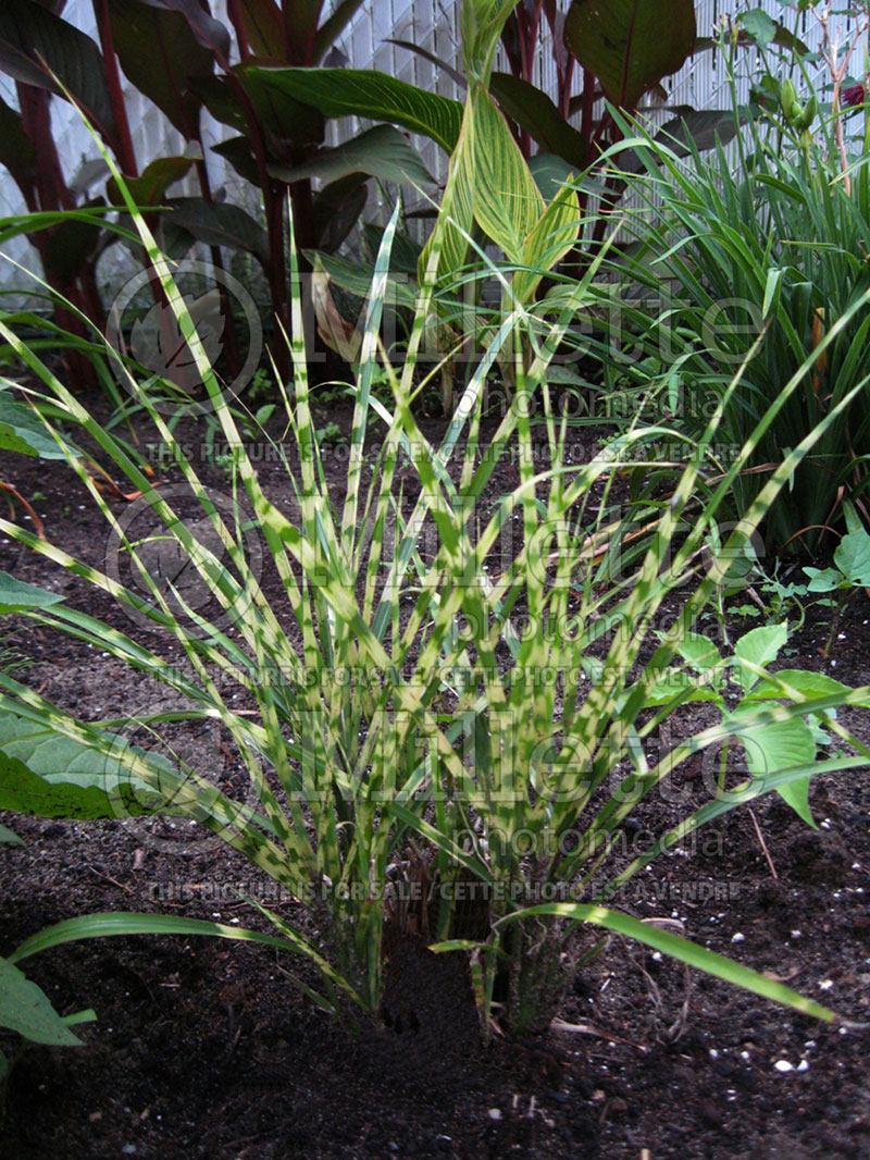 Miscanthus Gold Bar (Maiden Grasses Ornamental Grass)  1