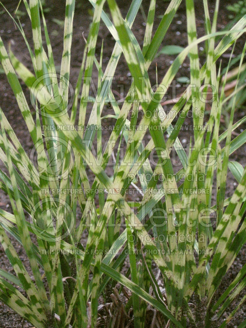 Miscanthus Gold Bar (Maiden Grasses Ornamental Grass)  2