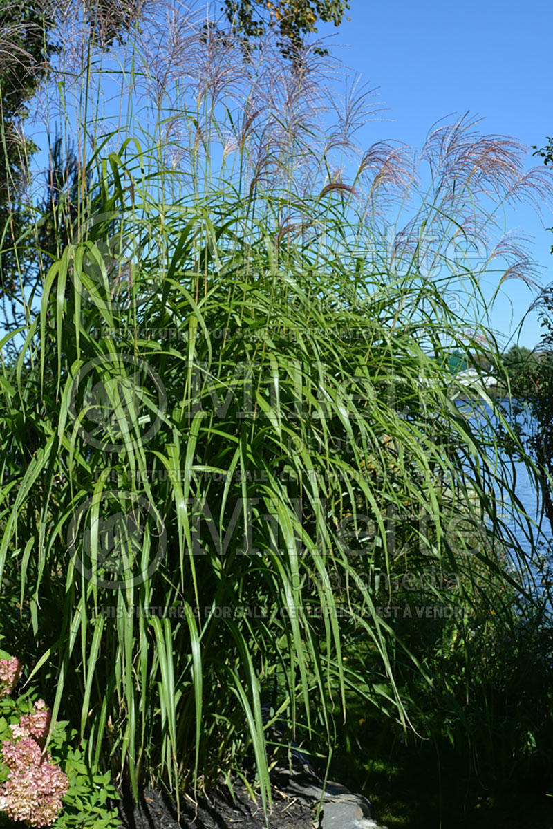 Miscanthus Goliath (Chinese silver grass Ornamental Grass) 1