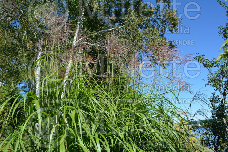 Miscanthus Goliath (Chinese silver grass Ornamental Grass) 2