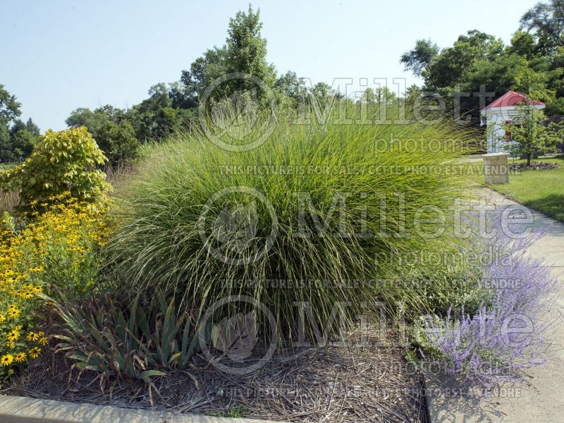 Miscanthus Gracillimus (Maiden Grasses Ornamental Grass) 7