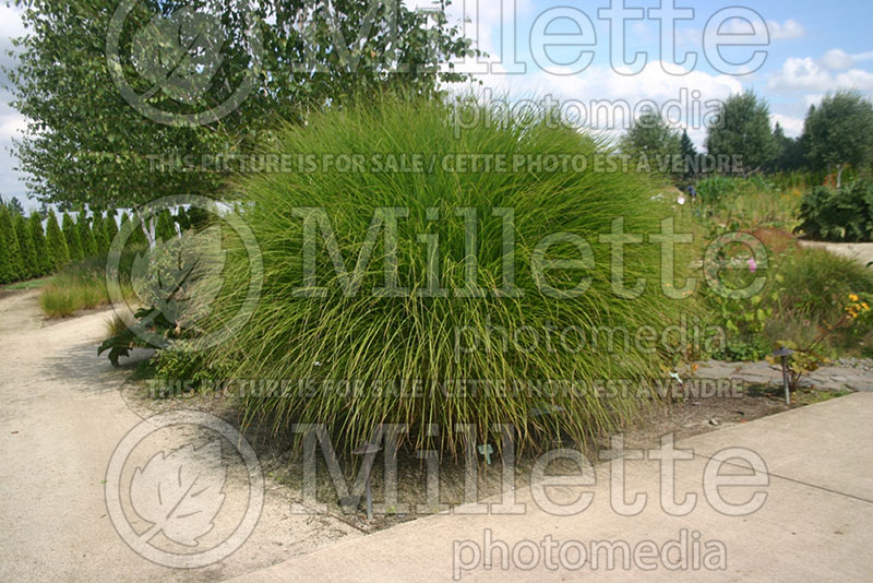 Miscanthus Gracillimus (Maiden Grasses Ornamental Grass) 1 