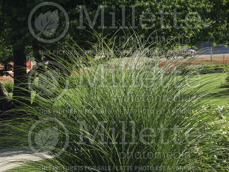 Miscanthus Gracillimus (Maiden Grasses Ornamental Grass) 8