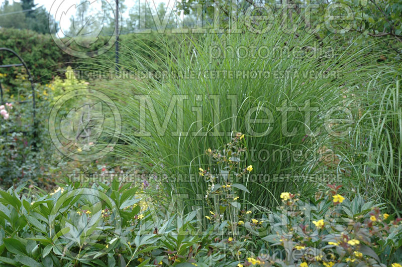 Miscanthus Gracillimus (Maiden Grasses Ornamental Grass) 3