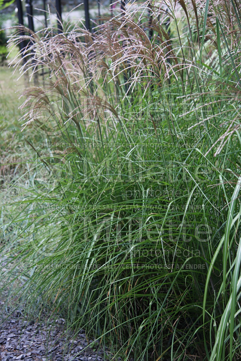 Miscanthus Graziella (Maiden Grasses Ornamental Grass) 2 