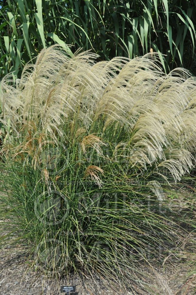 Miscanthus Graziella (Maiden Grasses Ornamental Grass) 5 