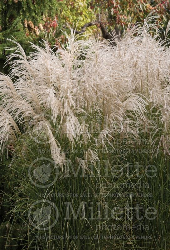 Miscanthus Graziella (Maiden Grasses Ornamental Grass) 7 