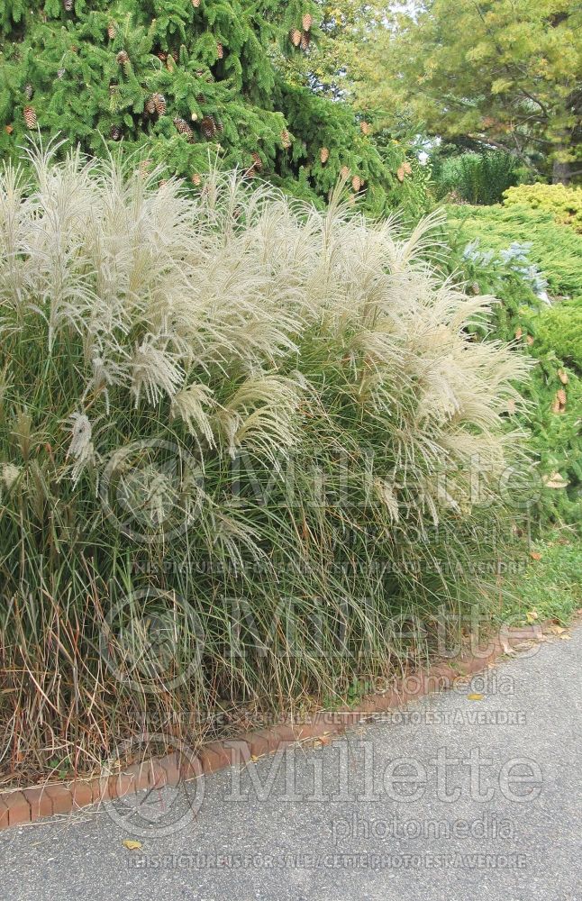 Miscanthus Graziella (Maiden Grasses Ornamental Grass) 6 