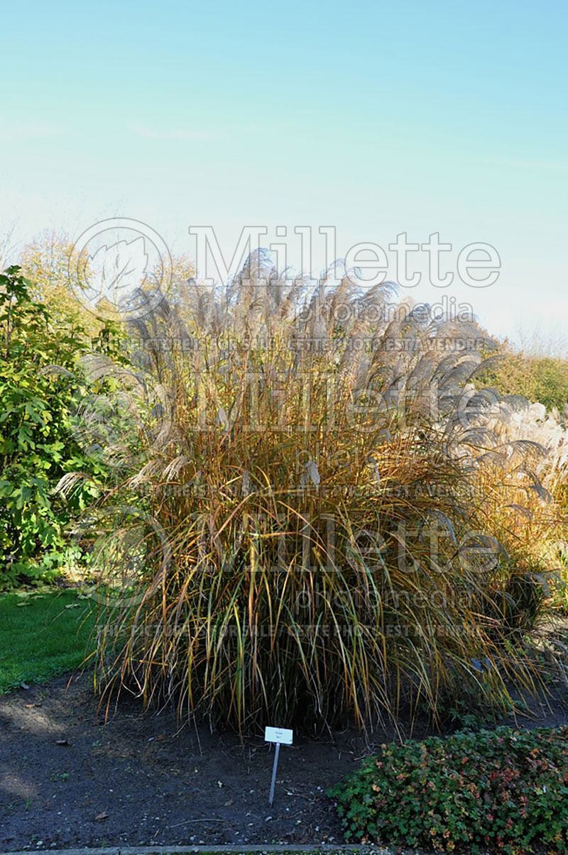 Miscanthus Haiku (Chinese silver grass Ornamental Grass) 1