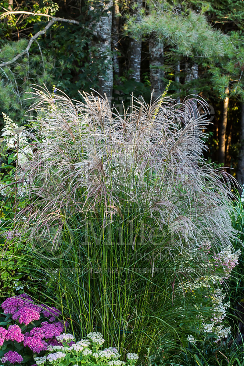 Miscanthus Kleine Fontaine or Little Fountain (Chinese silver grass Ornamental Grass) 4