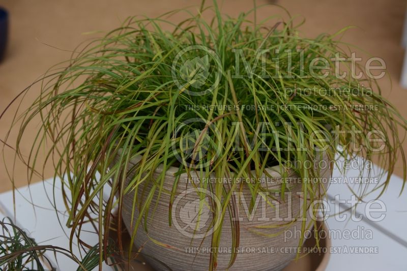 Miscanthus Little Miss (Chinese silver grass Ornamental Grass) 1