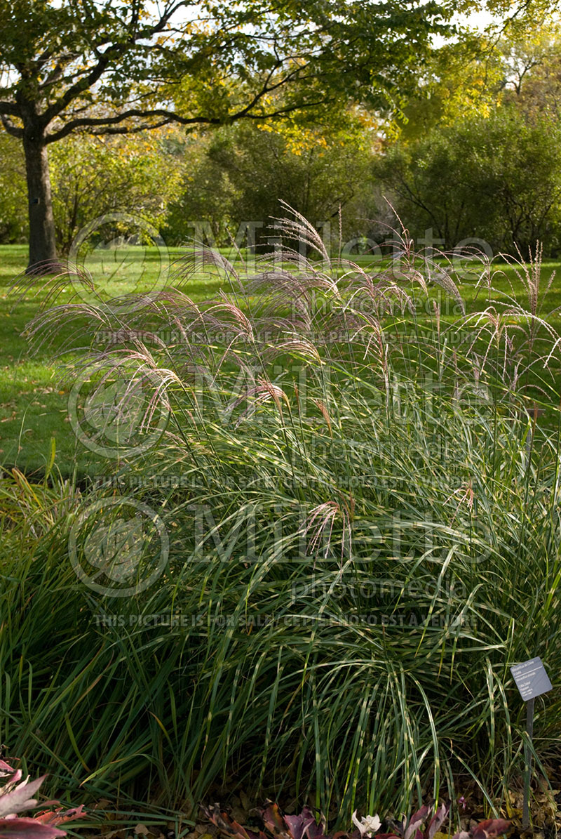 Miscanthus Little Zebra (Maiden Grasses Ornamental Grass) 1