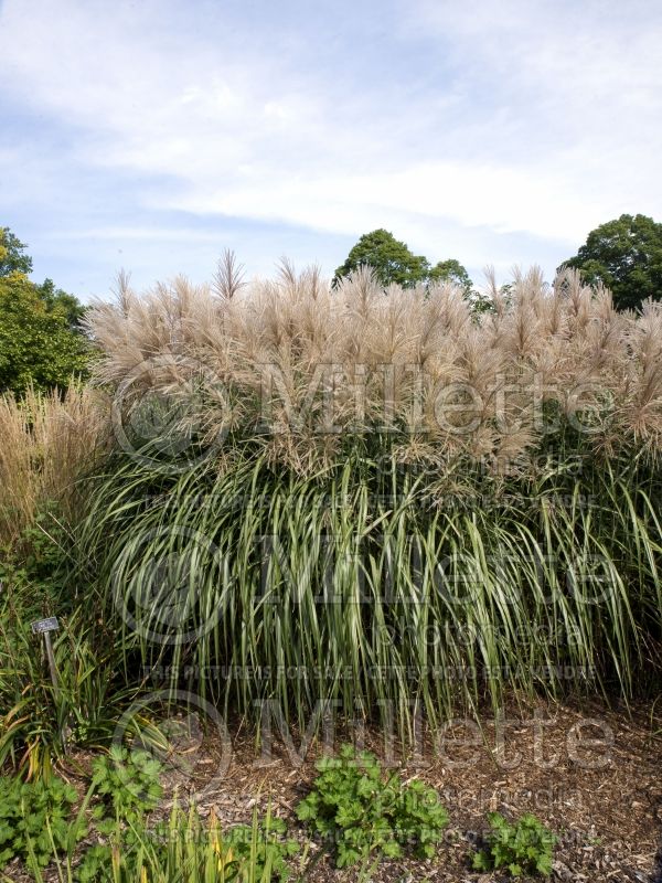 Miscanthus Malepartus (Maiden Grasses Ornamental Grass) 11 