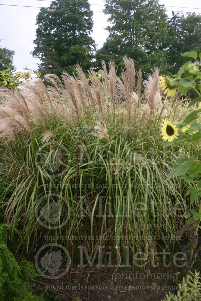 Miscanthus Malepartus (Maiden Grasses Ornamental Grass) 2 