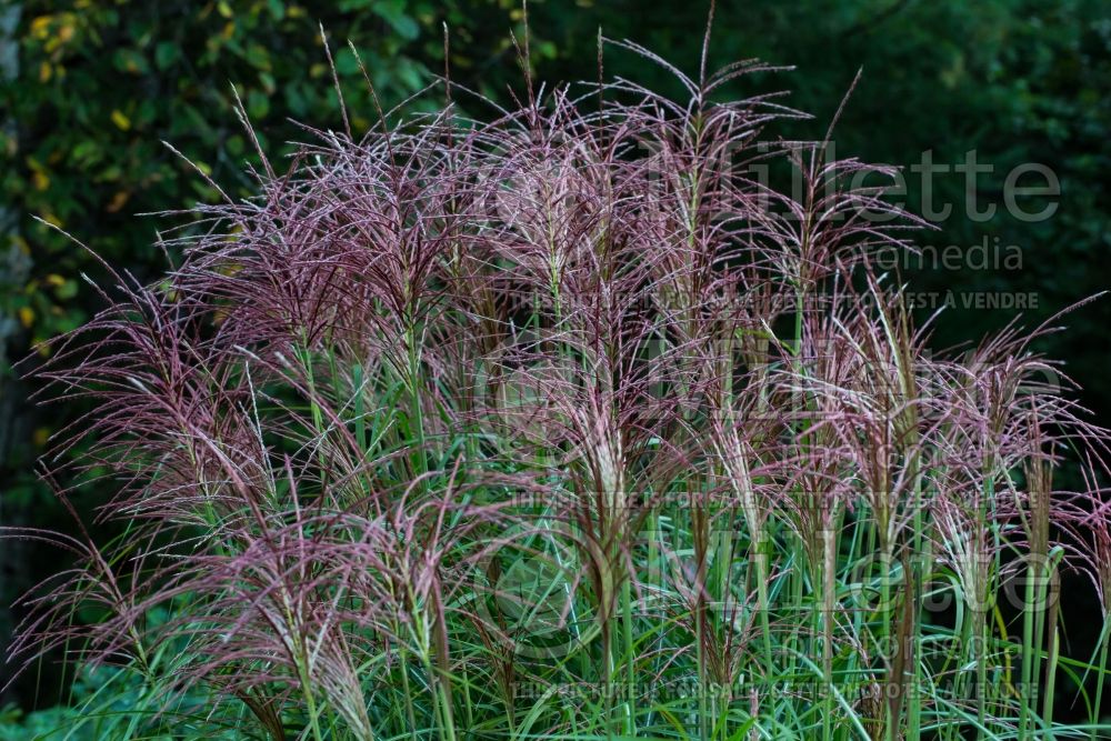 Miscanthus Malepartus (Maiden Grasses Ornamental Grass) 12 