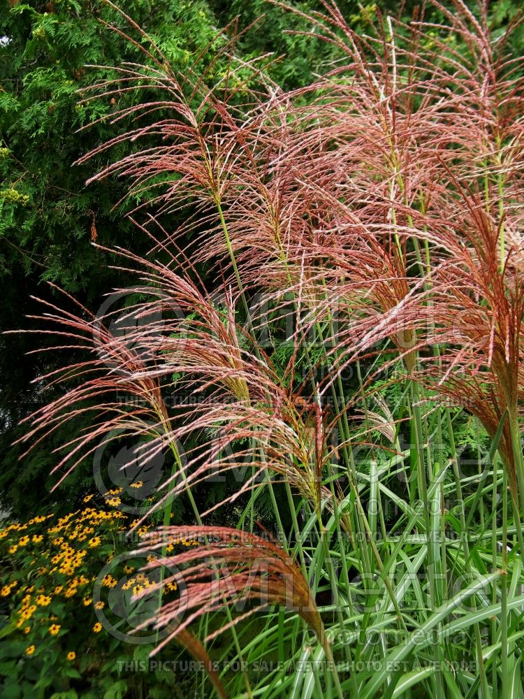 Miscanthus Malepartus (Maiden Grasses Ornamental Grass) 8 