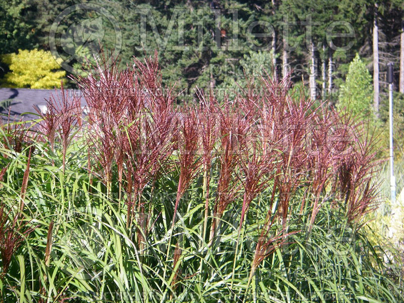 Miscanthus Malepartus (Maiden Grasses Ornamental Grass) 7 