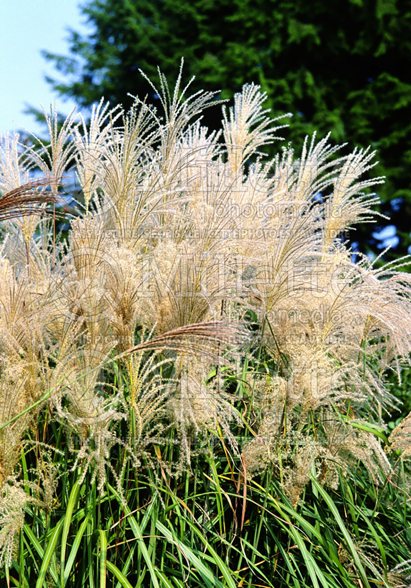 Miscanthus Malepartus (Maiden Grasses Ornamental Grass) 5 