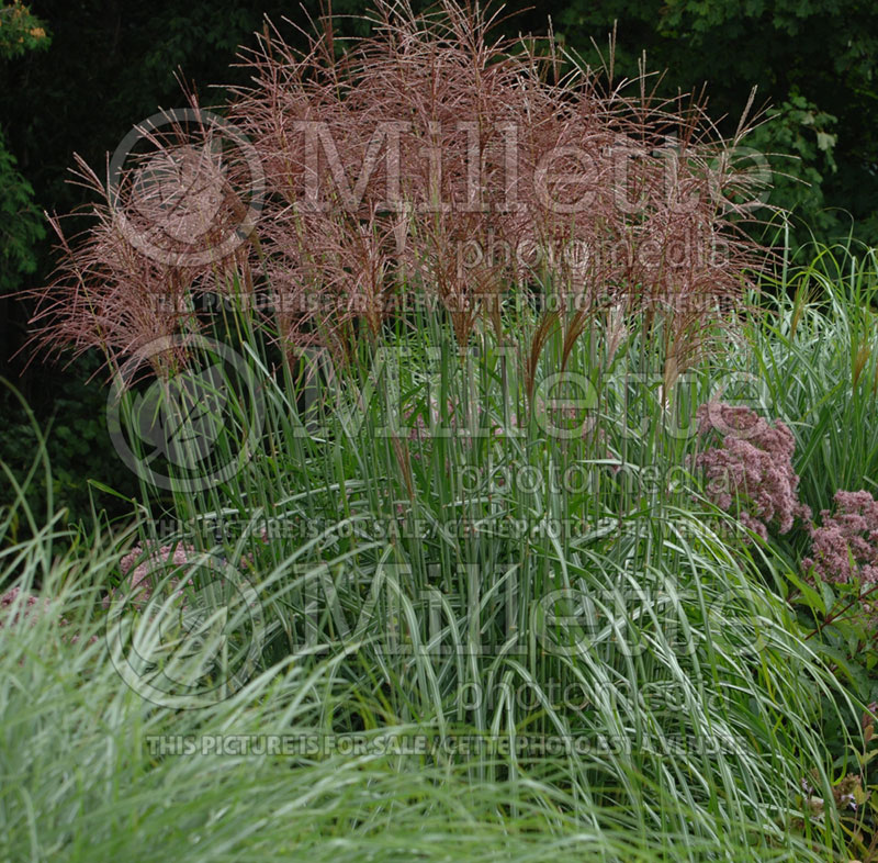 Miscanthus Malepartus (Maiden Grasses Ornamental Grass) 4 