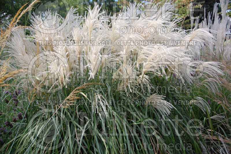 Miscanthus Malepartus (Maiden Grasses Ornamental Grass) 1 