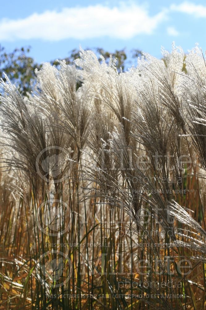 Miscanthus Malepartus (Maiden Grasses Ornamental Grass) 3 