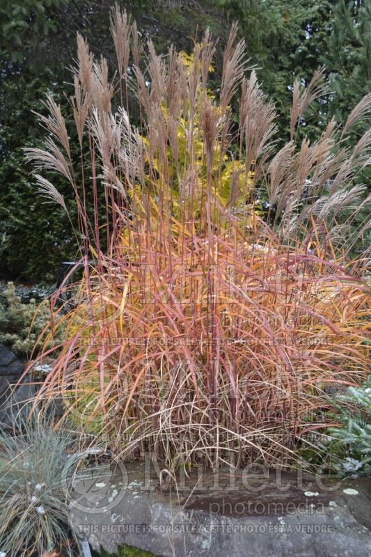 Miscanthus Malepartus (Maiden Grasses Ornamental Grass) 10 