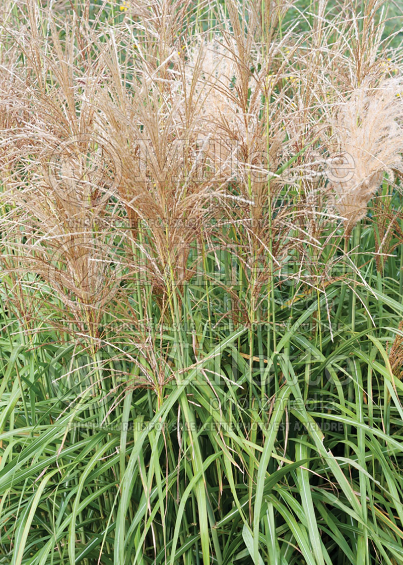 Miscanthus Malepartus (Maiden Grasses Ornamental Grass) 6 