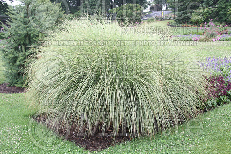 Miscanthus Morning Light (Maiden Grasses Ornamental Grass) 1 