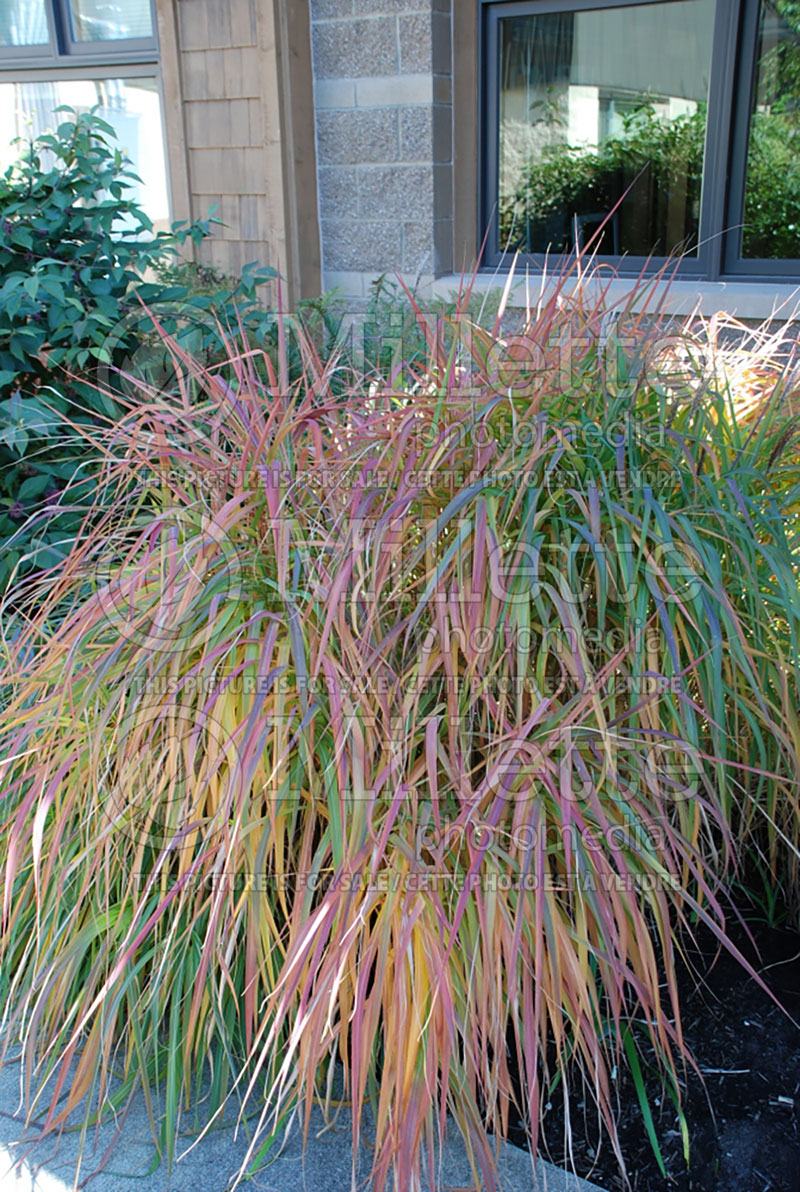 Miscanthus sinensis purpurascens  (Maiden Grasses Ornamental Grass) 11 