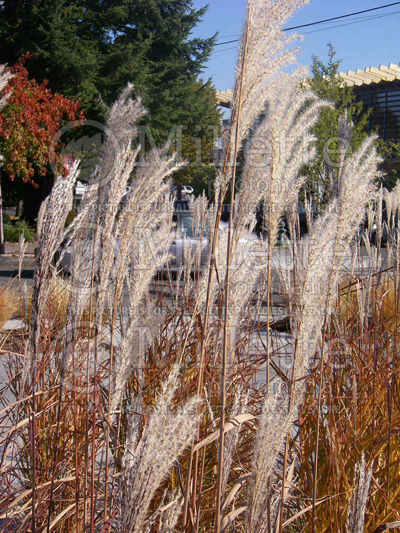 Miscanthus sinensis purpurascens  (Maiden Grasses Ornamental Grass) 10 