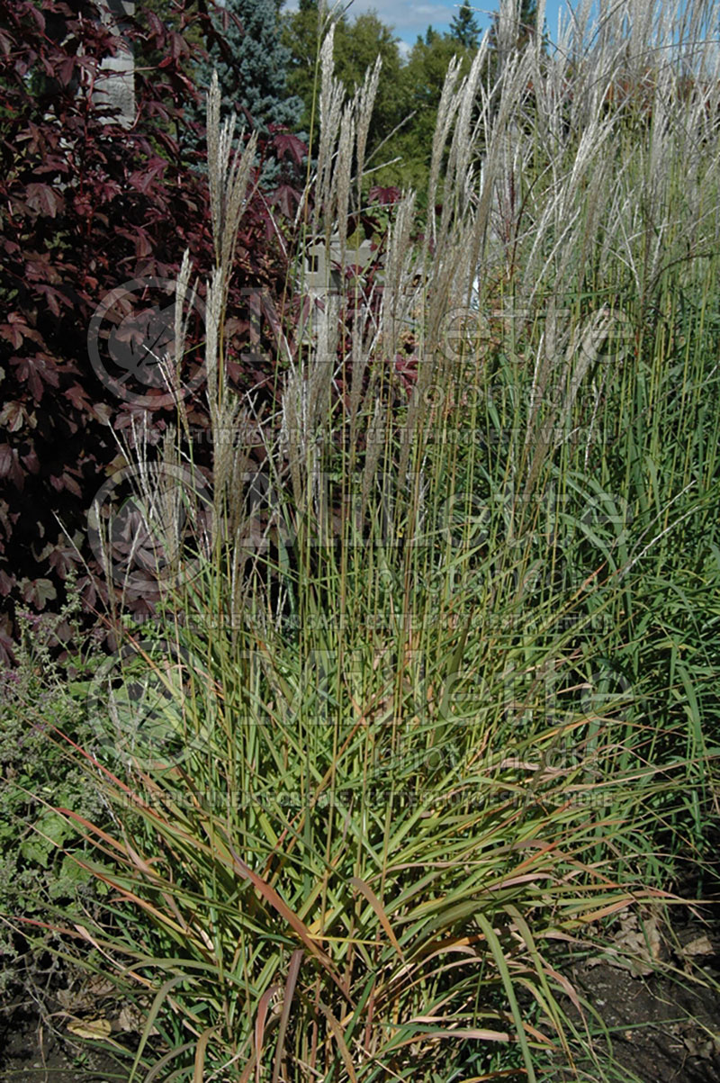 Miscanthus sinensis purpurascens  (Maiden Grasses Ornamental Grass) 12 