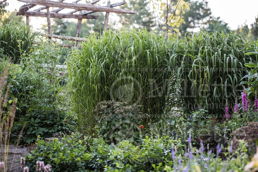 Miscanthus sinensis purpurascens  (Maiden Grasses Ornamental Grass) 14 