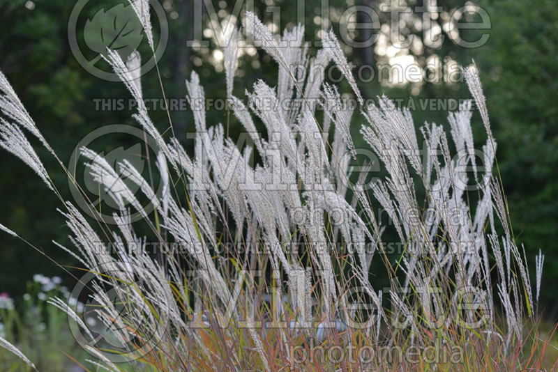 Miscanthus sinensis purpurascens  (Maiden Grasses Ornamental Grass) 9 