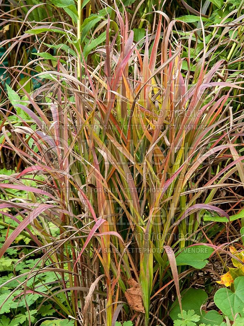 Miscanthus sinensis purpurascens  (Maiden Grasses Ornamental Grass) 4 