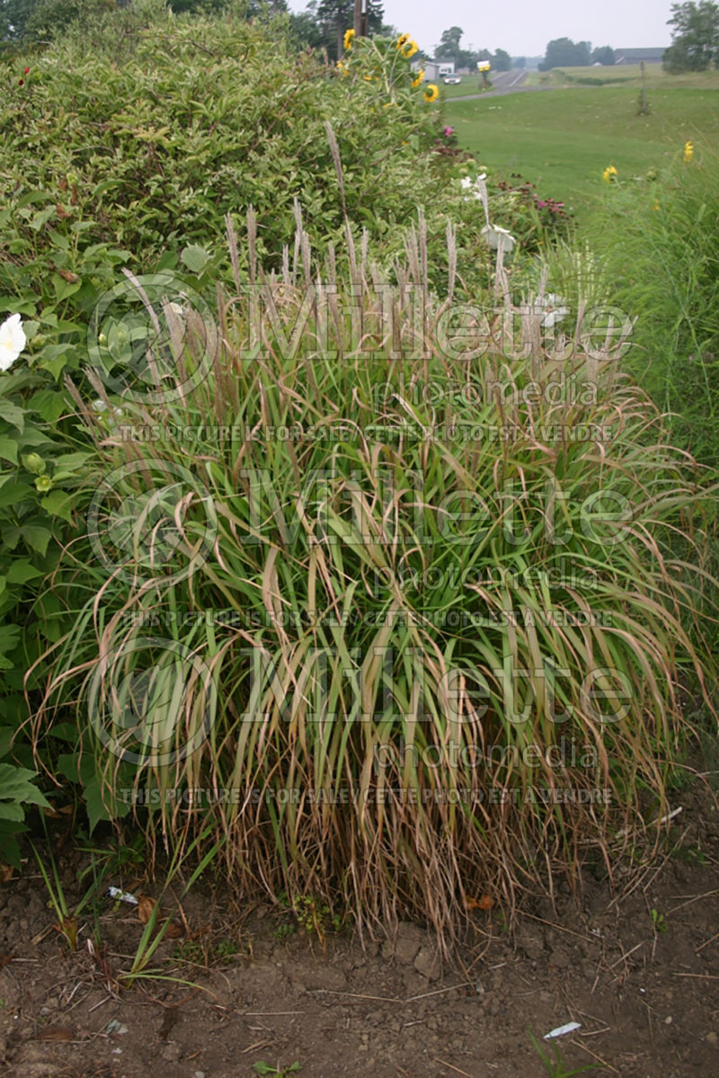 Miscanthus sinensis purpurascens  (Maiden Grasses Ornamental Grass) 7 