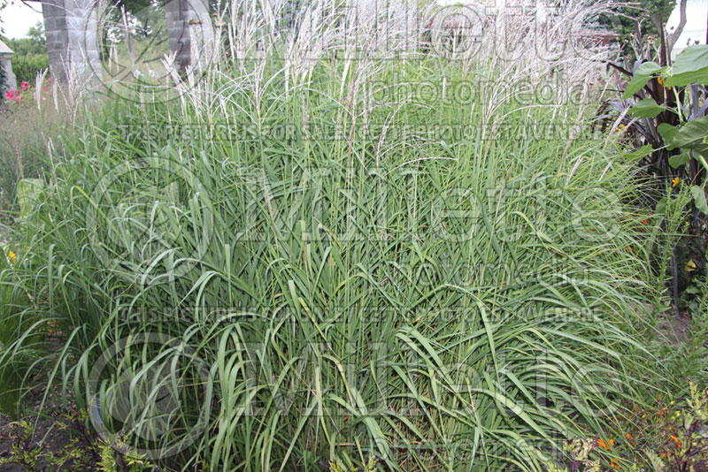 Miscanthus sinensis purpurascens  (Maiden Grasses Ornamental Grass) 5 