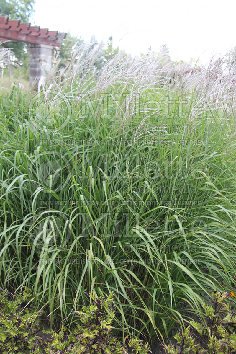 Miscanthus sinensis purpurascens  (Maiden Grasses Ornamental Grass) 6 